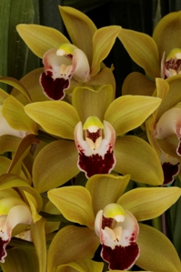 Cymbidium N.R. Ori Gem HCC/AOS 75 pts. Flower